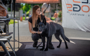 Záchranářský pes spolku RESDOGS. 